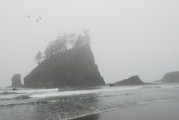 Island with trees and cormorants flying over, Washington, USA