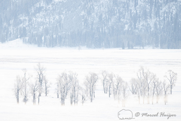 Icy morning fog, Lamar Valley, Wyoming, USA