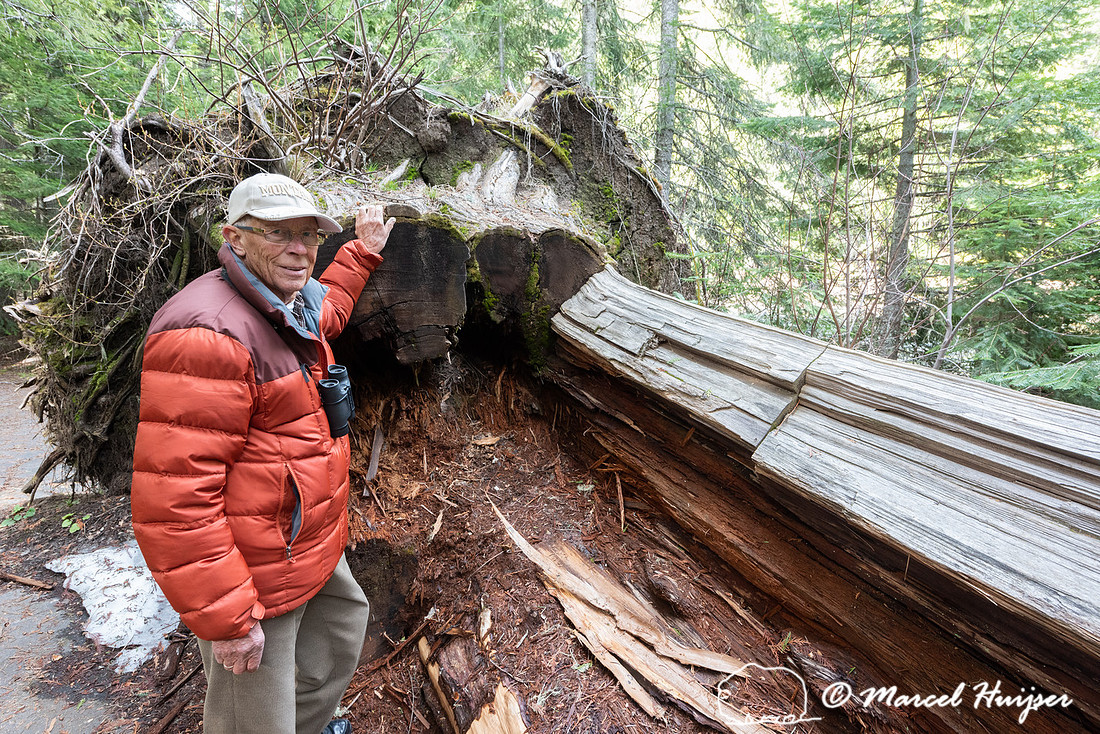 Piet Huijser and a fallen western red cedar tree, Devoto Grove,