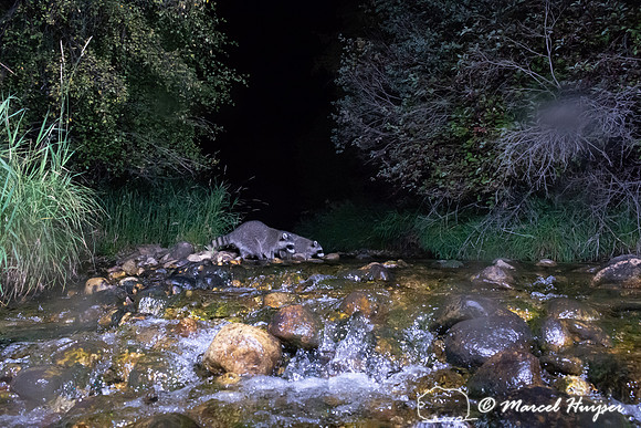 Raccoons (Procyon lotor), Montana, USA