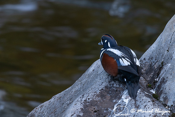 Male harlequin duck (Histrionicus histrionicus), Lochsa River, I