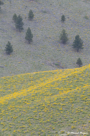 Slope with flowering arrow-leaf balsamroot (Balsamorhiza sagitta