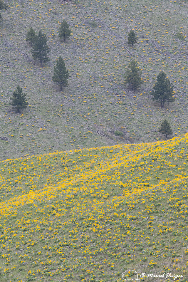 Slope with flowering arrow-leaf balsamroot (Balsamorhiza sagitta