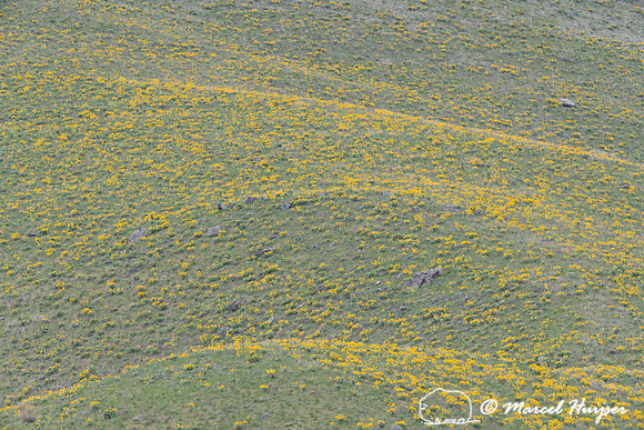 Slope with flowering arrow-leaf balsamroot (Balsamorhiza sagitta