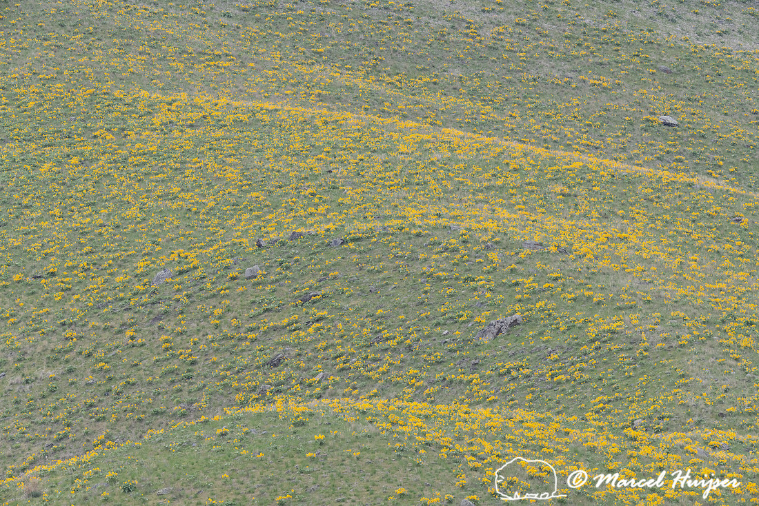 Slope with flowering arrow-leaf balsamroot (Balsamorhiza sagitta