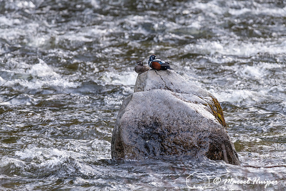 Harlequin duck pair (Histrionicus histrionicus), Lochsa River, I
