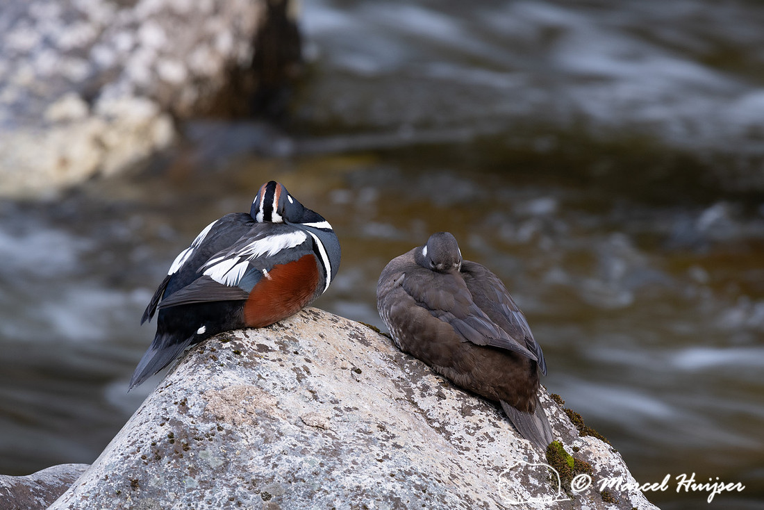 Harlequin duck pair (Histrionicus histrionicus), Lochsa River, I