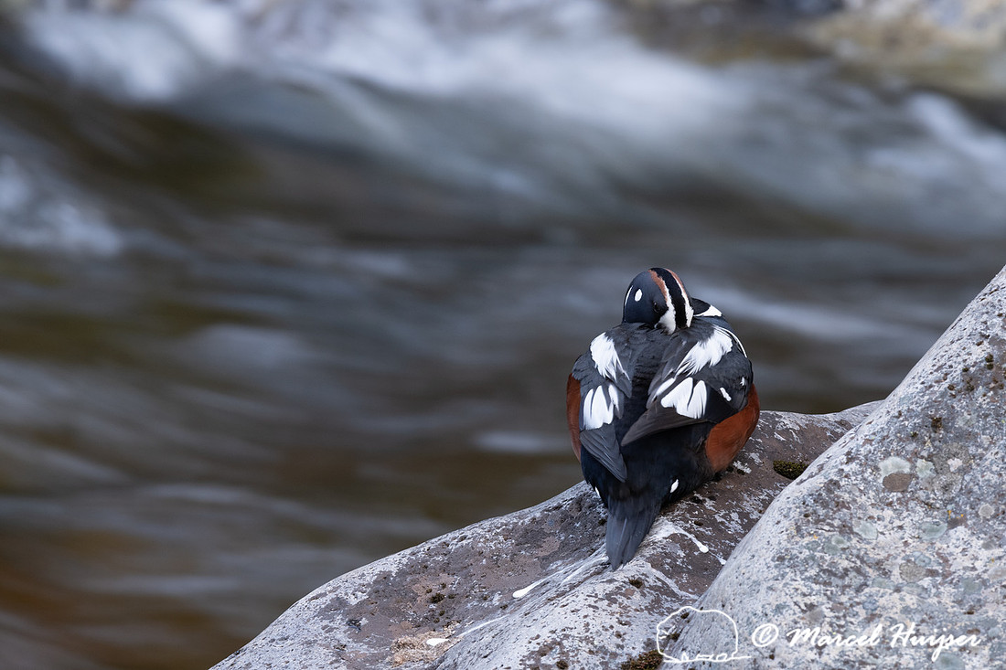 Male harlequin duck (Histrionicus histrionicus), Lochsa River, I