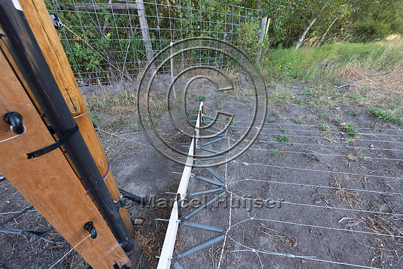 Installing electric fence and gates at a melon field to keep bla