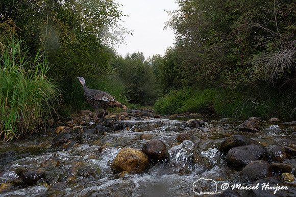 Wild turkey (Meleagris gallopavo) crossing creek, Montana, USA
