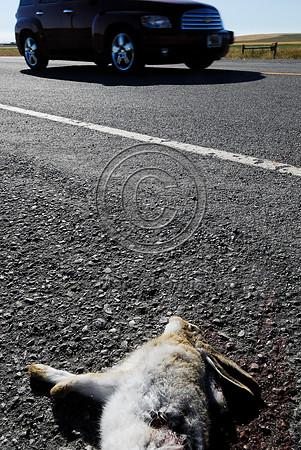 White-tailed jackrabbit (Lepus townsendii) roadkill, MT