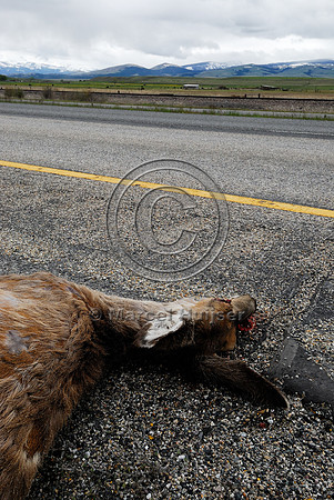 Roadkilled mule deer doe (Odocoileus hemionus), MT
