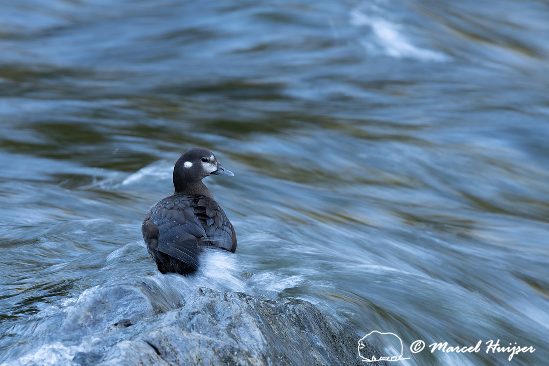 Female harlequin duck (Histrionicus histrionicus), Lochsa River,