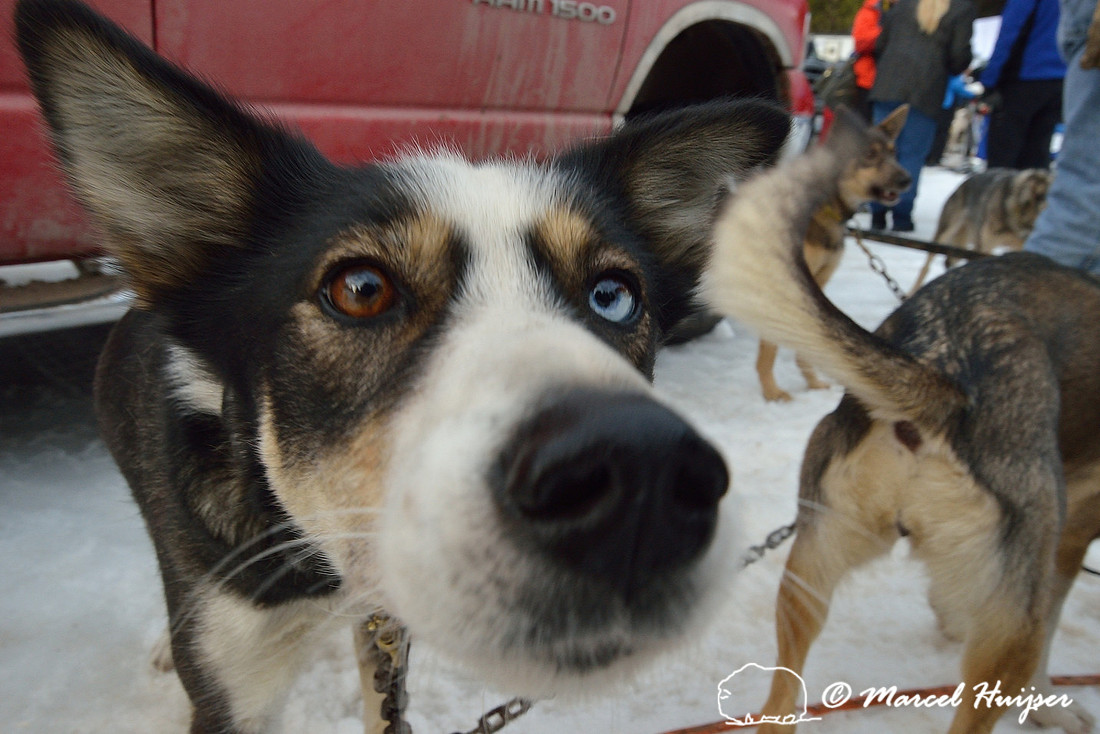 Race to the Sky, sled dog race, February 13-15 2015, Seeley Lake, Montana, USA