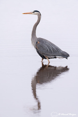 Great blue heron (Ardea herodias), Hayden Valley, Yellowstone Na