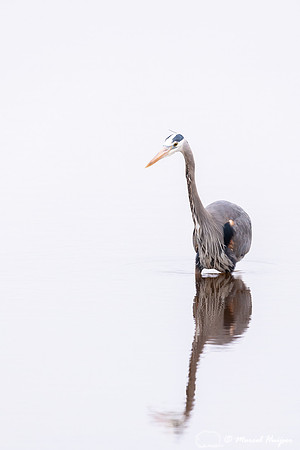 Great blue heron (Ardea herodias), Hayden Valley, Yellowstone Na