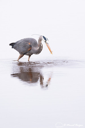Great blue heron (Ardea herodias), Hayden Valley, Yellowstone Na
