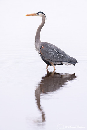 Great blue heron (Ardea herodias), Hayden Valley, Yellowstone Na