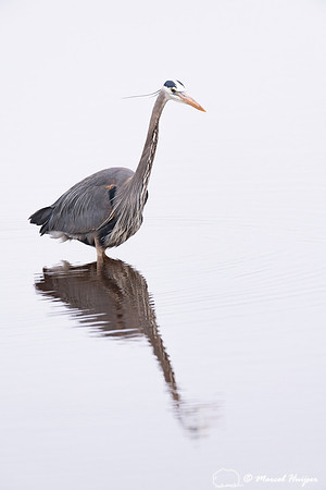 Great blue heron (Ardea herodias), Hayden Valley, Yellowstone Na