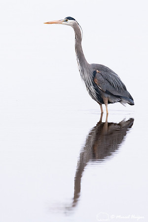 Great blue heron (Ardea herodias), Hayden Valley, Yellowstone Na