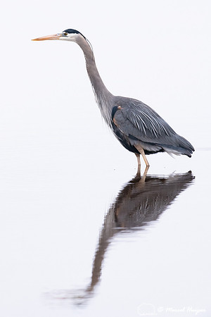 Great blue heron (Ardea herodias), Hayden Valley, Yellowstone Na