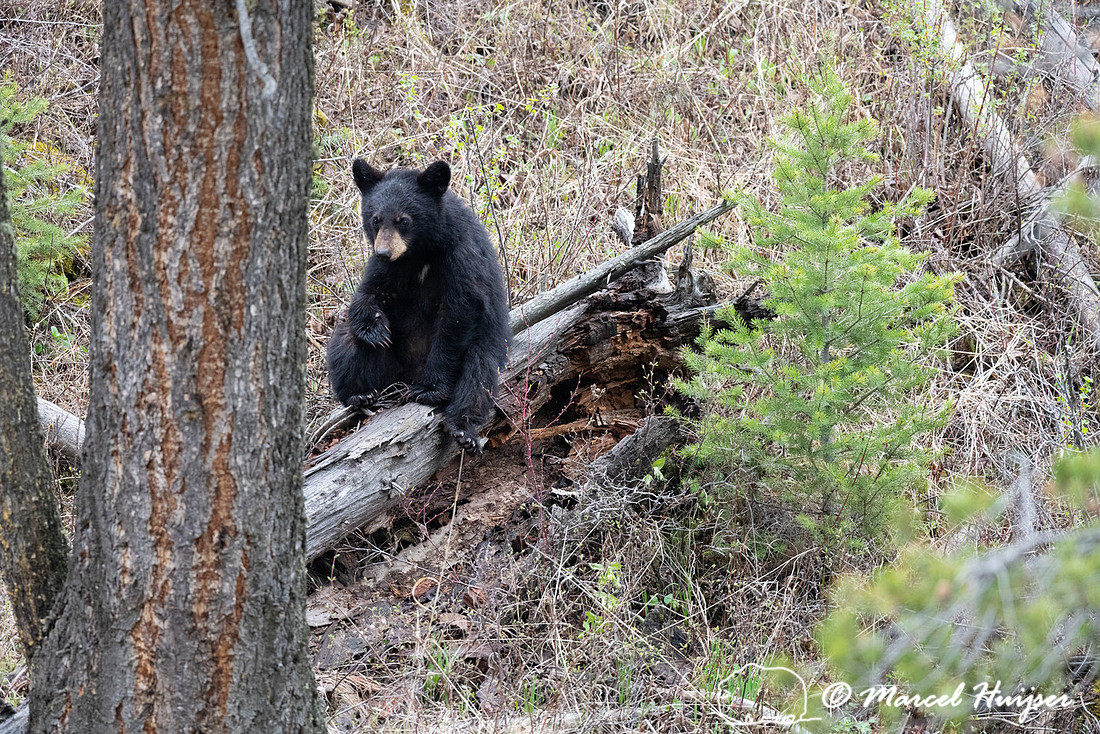 American black bear (Ursus americanus), Wyoming, USA