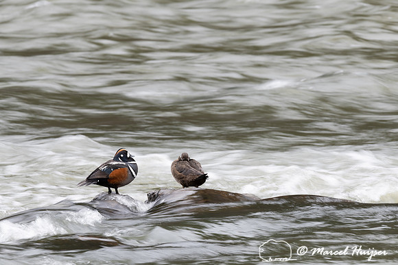 Harlequin ducks (Histrionicus histrionicus), LeHardy Rapids, Yel