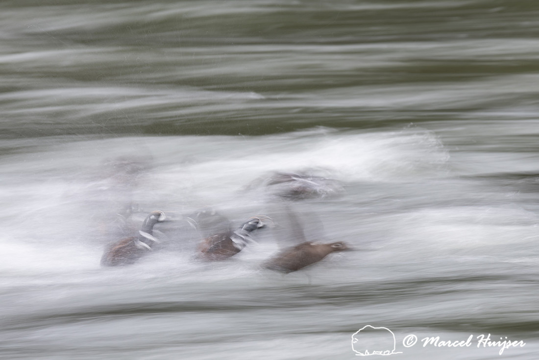 Harlequin ducks (Histrionicus histrionicus), LeHardy Rapids, Yel