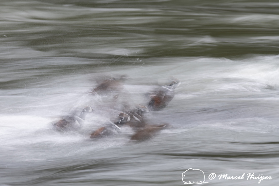 Harlequin ducks (Histrionicus histrionicus), LeHardy Rapids, Yel
