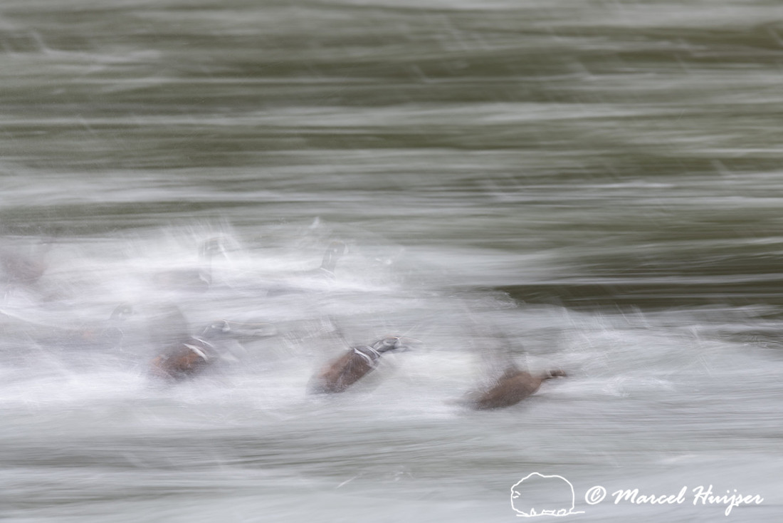 Harlequin ducks (Histrionicus histrionicus), LeHardy Rapids, Yel