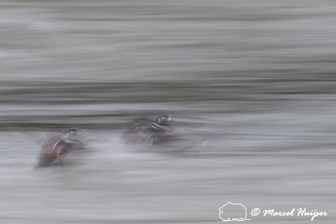 Harlequin ducks (Histrionicus histrionicus), LeHardy Rapids, Yel