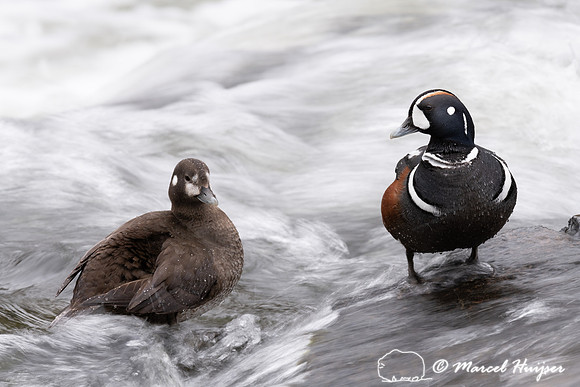 Harlequin ducks (Histrionicus histrionicus), LeHardy Rapids, Yel