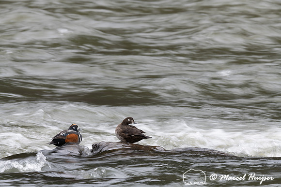 Harlequin ducks (Histrionicus histrionicus), LeHardy Rapids, Yel