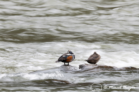 Harlequin ducks (Histrionicus histrionicus), LeHardy Rapids, Yel