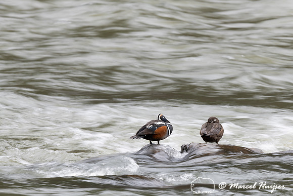 Harlequin ducks (Histrionicus histrionicus), LeHardy Rapids, Yel