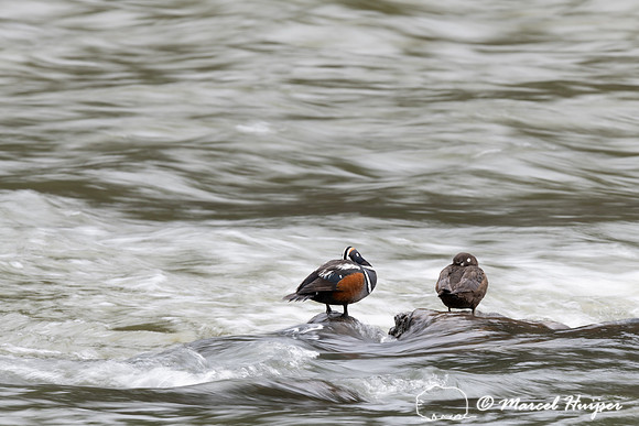 Harlequin ducks (Histrionicus histrionicus), LeHardy Rapids, Yel