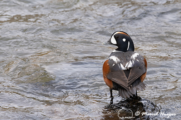 Harlequin ducks (Histrionicus histrionicus), LeHardy Rapids, Yel