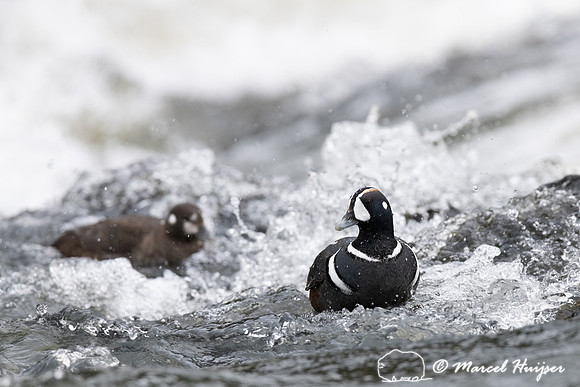 Harlequin ducks (Histrionicus histrionicus), LeHardy Rapids, Yel