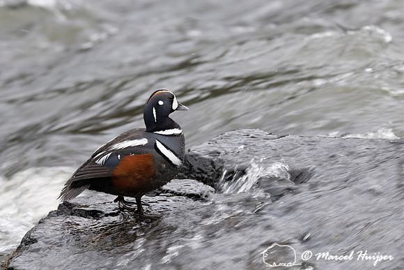 Harlequin ducks (Histrionicus histrionicus), LeHardy Rapids, Yel