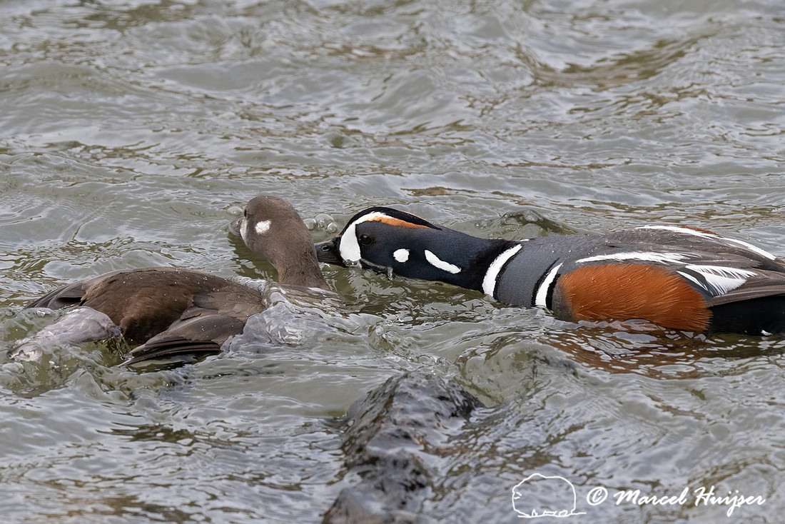 Mating harlequin ducks (Histrionicus histrionicus), LeHardy Rapi