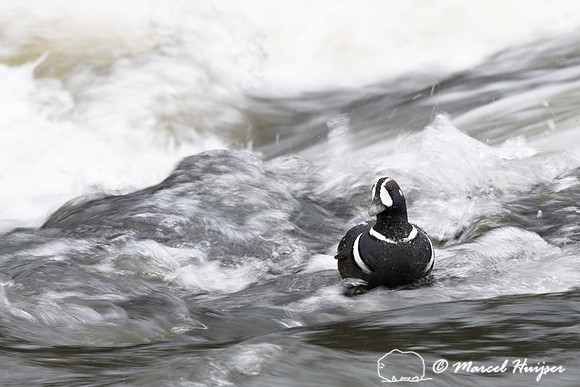 Harlequin ducks (Histrionicus histrionicus), LeHardy Rapids, Yel