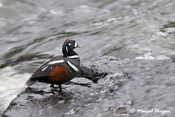 Harlequin ducks (Histrionicus histrionicus), LeHardy Rapids, Yel