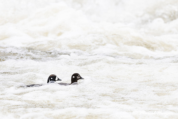 Harlequin ducks (Histrionicus histrionicus), LeHardy Rapids, Yel