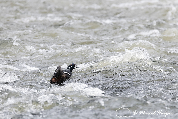 Harlequin ducks (Histrionicus histrionicus), LeHardy Rapids, Yel