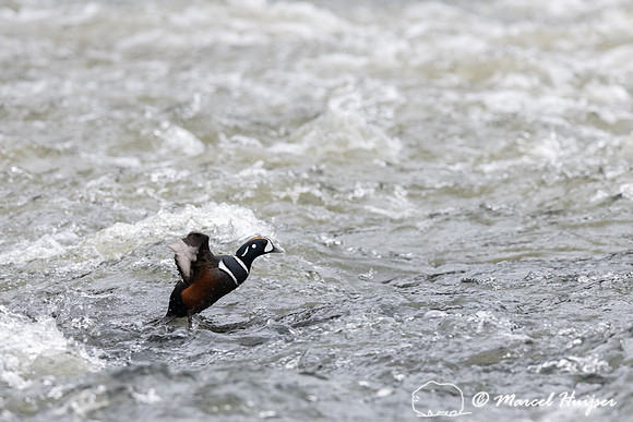 Harlequin ducks (Histrionicus histrionicus), LeHardy Rapids, Yel