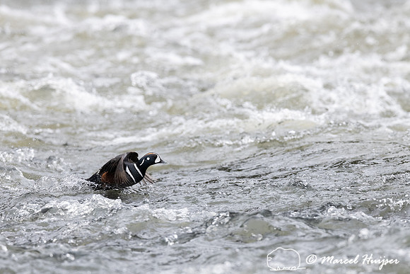 Harlequin ducks (Histrionicus histrionicus), LeHardy Rapids, Yel
