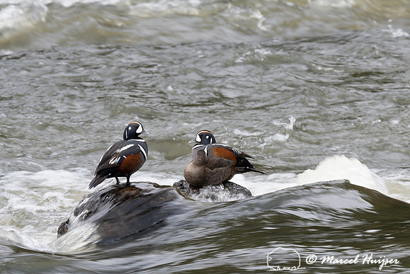 Harlequin ducks (Histrionicus histrionicus), LeHardy Rapids, Yel