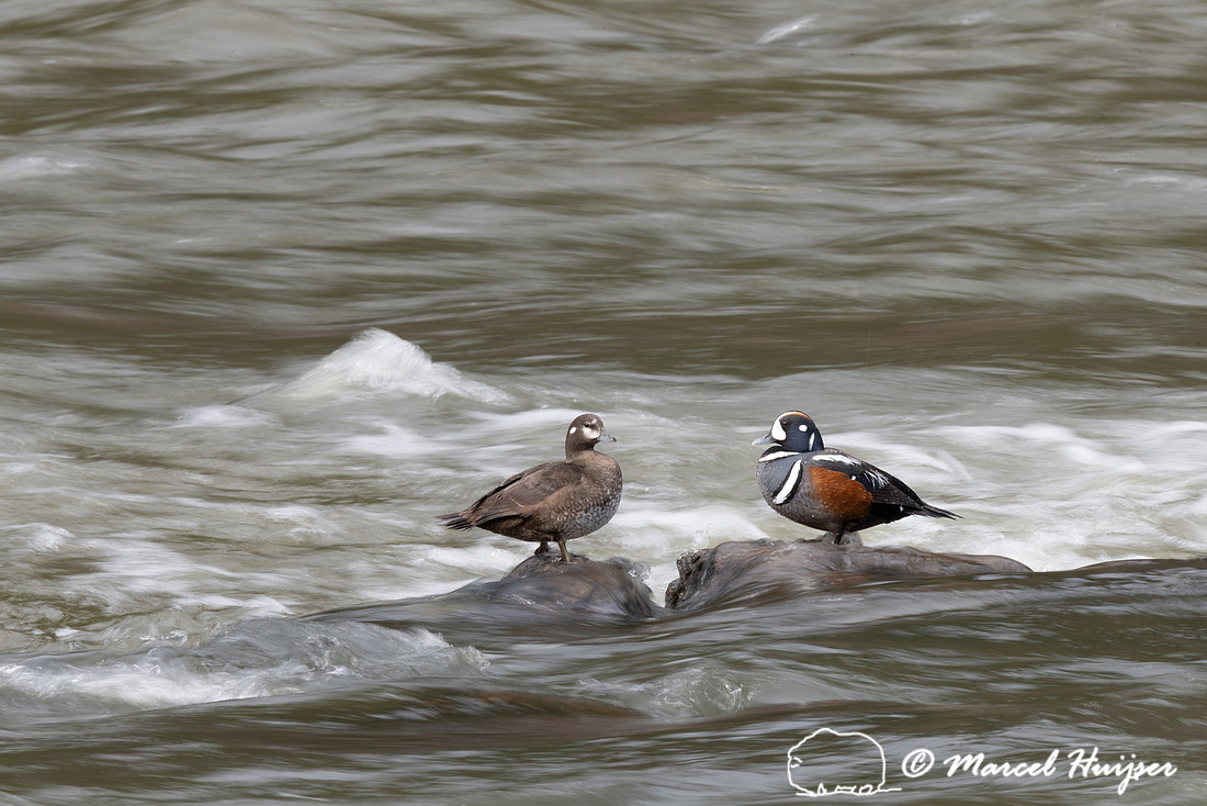 Harlequin ducks (Histrionicus histrionicus), LeHardy Rapids, Yel