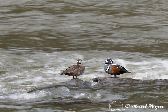 Harlequin ducks (Histrionicus histrionicus), LeHardy Rapids, Yel
