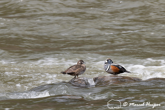 Harlequin ducks (Histrionicus histrionicus), LeHardy Rapids, Yel
